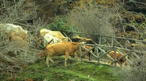 Cows Stock Footage 20434324