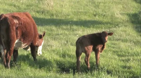 Cows Stock Footage 20771803