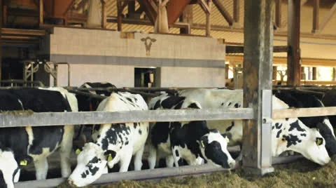 Cows Stock Footage 22549927