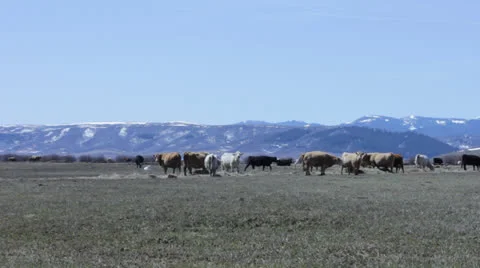 Cows Stock Footage 22957114