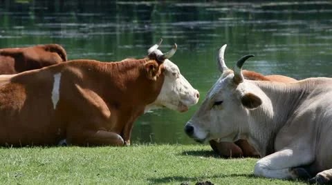 Cows Stock Footage 24653227