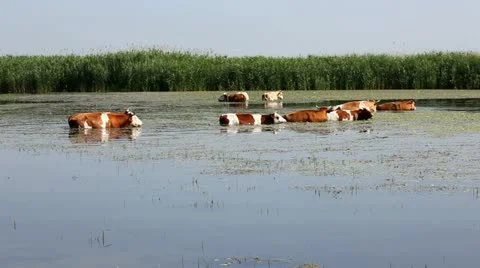 Cows Stock Footage 24653263
