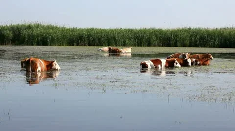 Cows 库存影片 24653318