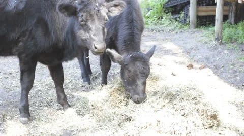 Cows Stockbeeldmateriaal 26661396