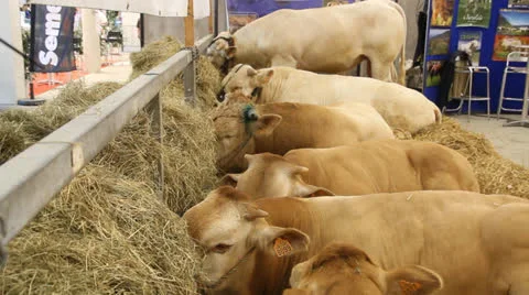 Cows Stock-Footage 27066795