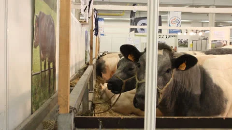 Cows Stock Footage 27071622