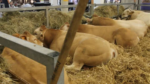 Cows Stock-Footage 27073519