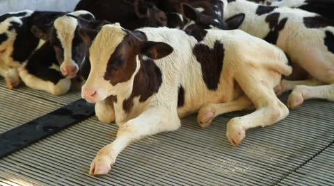 Cows Stock Footage 31547691