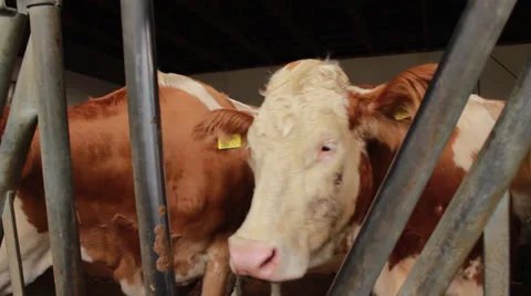 Cows Stock Footage 32407443