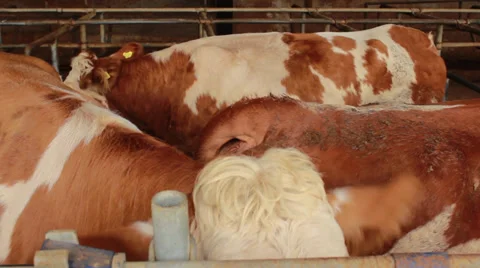 Cows Stock Footage 32407903