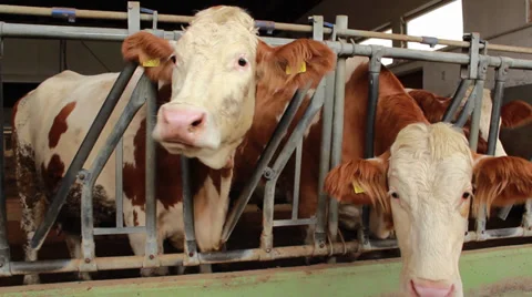 Cows Video stock 32408221