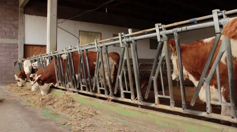 Cows Stock Footage 32408362