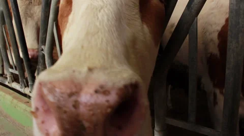 Cows Stock Footage 32408648