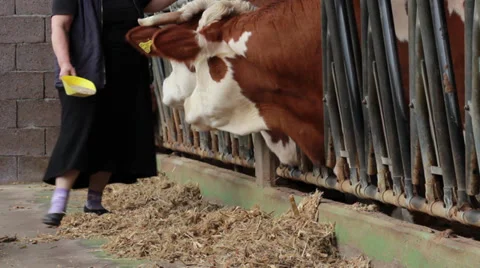 Cows Video stock 32408651