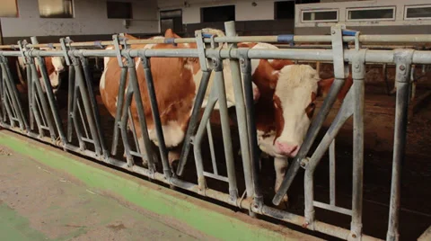 Cows Stock Footage 32408957