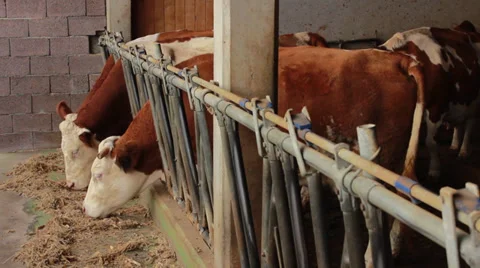 Cows Stock Footage 32419551