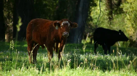 Cows Stock Footage 34539886