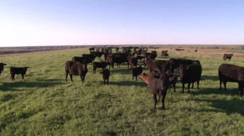 Cows Stock Footage 36279759