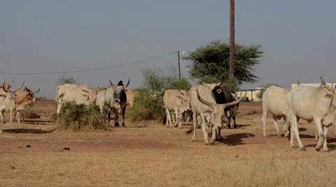 Cows Stock Footage 36558548