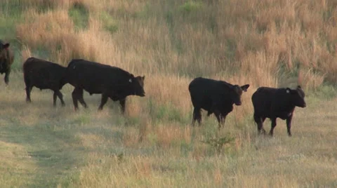 Cows Stock Footage 36567990
