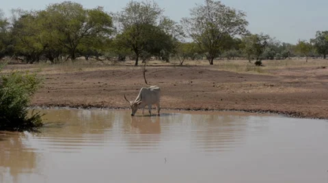 Cows Stock Footage 36585546