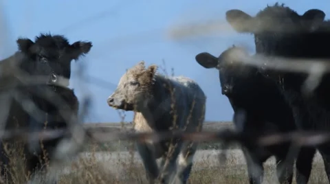 Cows 库存影片 68679784