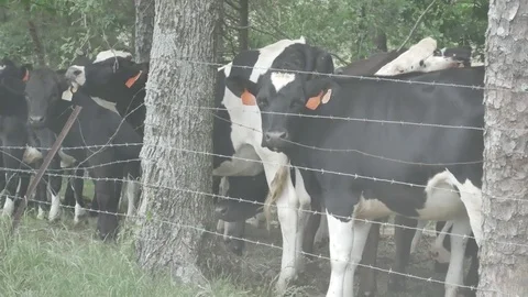 Cows 스톡 동영상 75640071