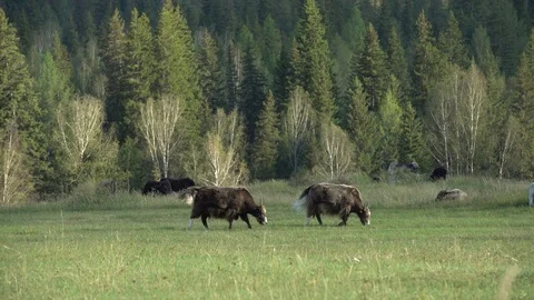 Cows Stock Footage 81986034