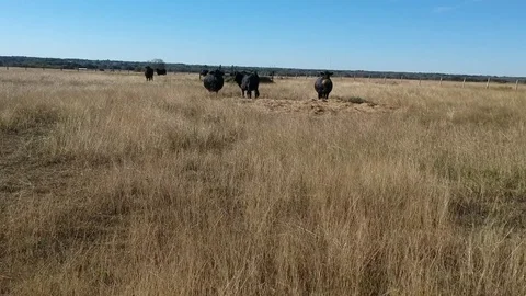 COWS Stock Footage 82883072