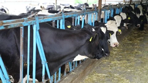Cows Stockbeeldmateriaal 83861078