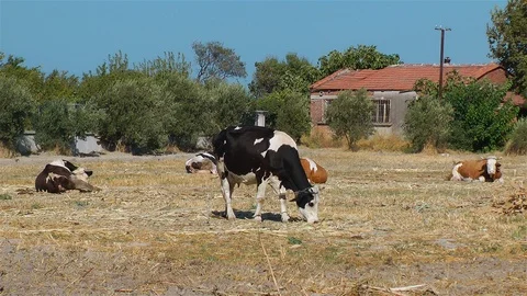 Cows  Stock Footage 86531083