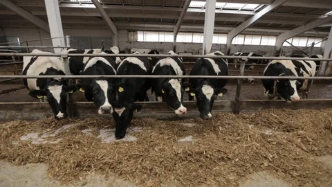 Cows Stock Footage 98232553