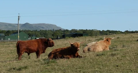 Cows Stock Footage 101346555