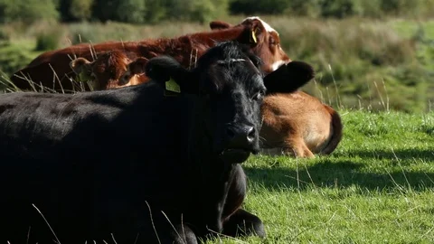 Cows Stock Footage 101354227