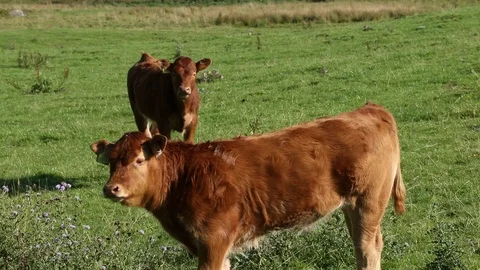 Cows Video stock 101354538