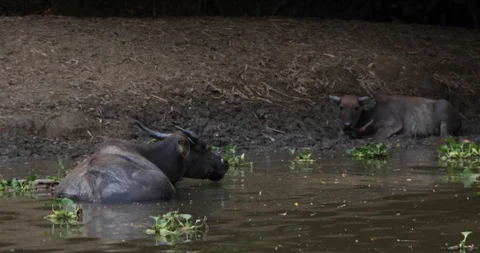 Cows Stock Footage 101492707