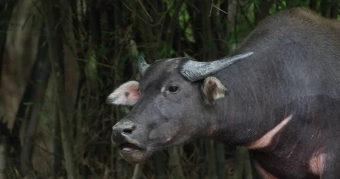 Cows Vídeos de archivo 101492738