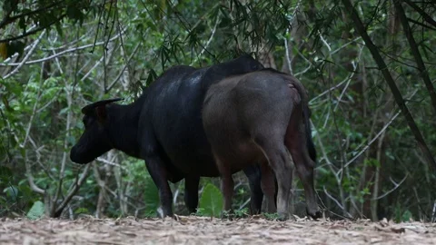 Cows Video stock 101493200