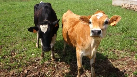 Cows. Stock Footage 106995083