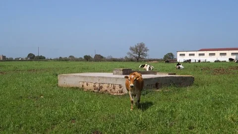Cows. Stock Footage 106995182