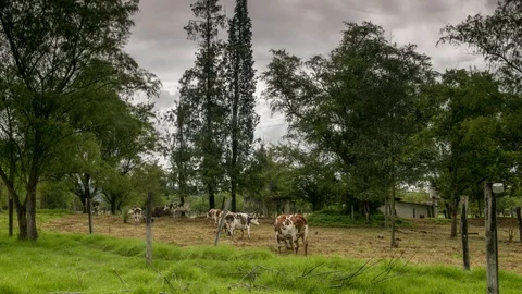 Cows Stock-Footage 108391530