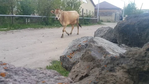 Cows Stock Footage 108741413