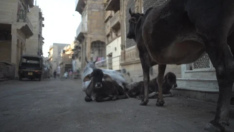 Cows Stock Footage 111676083