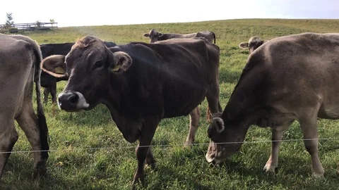 Cows Video stock 112444581