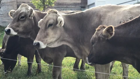 Cows Video stock 112444676