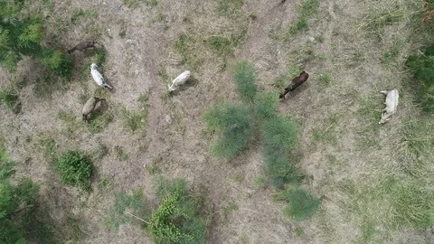 Cows Stock Footage