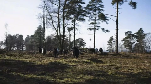 Cows Stock Footage 120018096