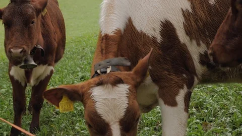 Cows Stock Footage 122195767