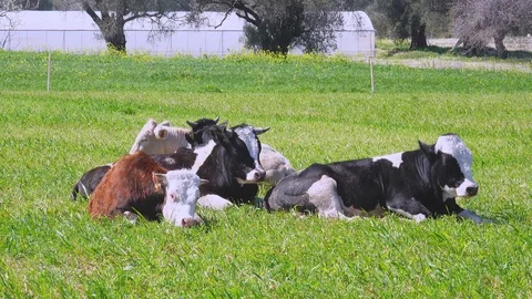 Cows  Stock Footage 126836506