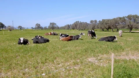 Cows  Stock Footage 126848221
